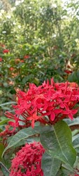 Beautiful flower and photo redrose