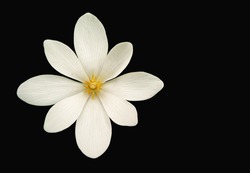 Bloodroot (Sanguinaria canadensis) flower isolated on black