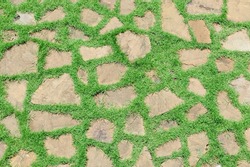 Stone footpath pattern with green grass background for interior design. Top view