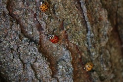 Ladybugs crawling on bark of tree