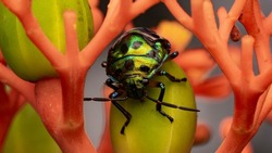 Scutelleridae is a family of true bugs. They are commonly known as jewel bugs or metallic shield bugs due to their often brilliant coloration. 