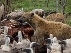 Hyena and vultures feasting on a giraffe carcass in the wild. Amazing wildlife circle of life photograph of carnivores and scavengers eating leftover meat.