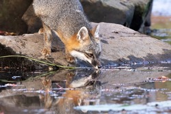 Curious gray fox takes a timid taste of water from a pond. Ears piqued and eyes alert, this small canine is quick and cunning.  

Photo taken in control conditions