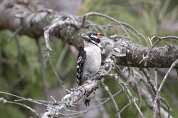 Painted Warrior of the Trees

The Downy-Woodepecker (Picoides pubescens) is the tiny tenacious trooper in every forest.  Emblazoned with red crest and war paint, no insect is safe from its beak
