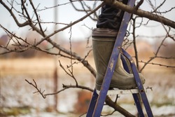 cute caucasian woman gardener pruning apple tree branches with pruning shears standing on stepladder in rubber boots, concept winter spring tree pruning and winter garden care