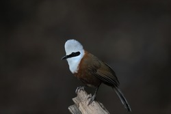 
White-crested laughingthrush -  highly social and vocal bird found in forest and scrub from the Himalayan foothills to Southeast Asia.