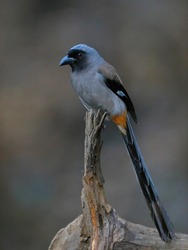 The grey treepie - also known as the Himalayan treepie, is an Asian treepie, a medium-sized and long-tailed member of the crow family.