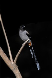 The grey treepie - also known as the Himalayan treepie, is an Asian treepie, a medium-sized and long-tailed member of the crow family.
