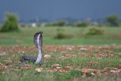 Black Indian Cobra - A highly venmous snake.