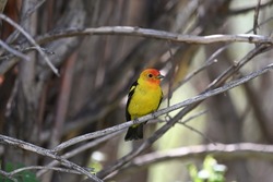 Western Tanager sitting on a limb