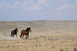 Mustangs chasing each other at McCullough Peaks