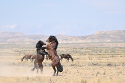 Wild Mustangs fighting at McCullough Peaks