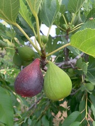branch of Ficus carica with figs