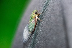 Bright and shining green cicada descend and take a rest on a dark shirt, located at Shah Alam, Selangor, showing its right side