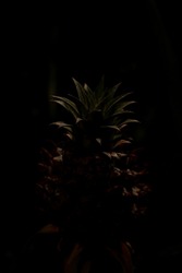 Outlines of a pineapple still on plant in front of black background and in low light conditions. This leads the eye to the fruit and gives it something mystical in it's isolation.outlines
natural
ligh