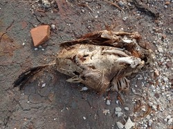 Rotten bird corpse on the ground 