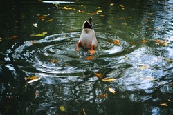 Diving duck into the dark waters of the lake in the autumn park.  The surface of the water is covered with fallen autumn leaves in shades of red, orange and yellow.