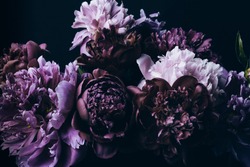 Beautiful Violet peonies bouquet on black. Floral background. Natural flowers pattern.