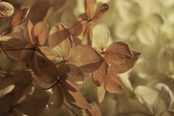 Autumn Dry flowers background. Textured hydrangea petals close-up. Stylish Floral poster. Soft focus