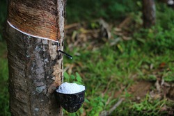 Rubber Latex extracted from rubber tree , (Hevea Brasiliensis) as a source of natural rubber