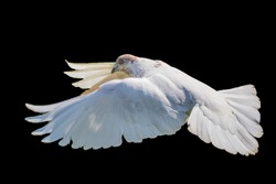 White pigeon flying isolated on black background, bird of peace, religious symbolism. High quality resulation bird photo