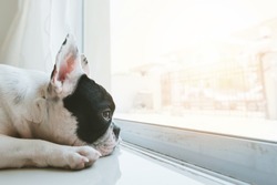 French bulldog dog waiting for owner at the door