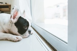 french bulldog looking waiting for owner