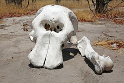Elephant Skull in Botswana