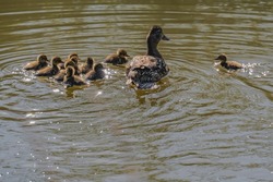 Mother Duck and Ducklings fluffy ducklings mallard wild duck swimming together with mother duck in a lake