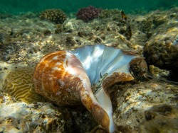 Mollusk in a large and beautiful shell against the background of corals of the Red Sea