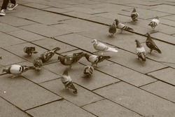 Wild pigeons that live around the old city, Jakarta