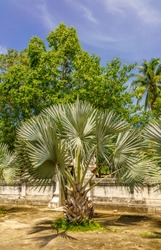 Fan palm tree with leaves spikes out in all directions, shown with other trees in a blur background