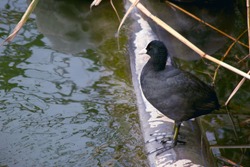 Coots a small water bird that is a member of the Rallidae family. They constitute the genus Fulica sits on a pipe