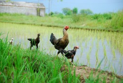 chickens walking in the middle of rice fields