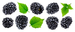 Ripe blackberry isolated on white background with clipping path. Fresh summer wild berries closeup. Detailed Blackberry collection with leaves