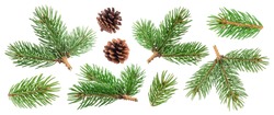 Fir tree branch and pine cone isolated on white background with clipping path