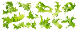 Mix of frisee lettuce leaves isolated on white background, fresh salad ingredients collection