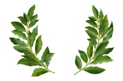 Laurel wreath made of fresh bay leaf branches, isolated on white background with clipping path