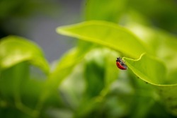 A ladybug on the leaf