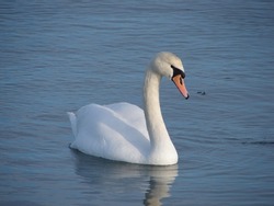 floating swan in the lake, swan, bird, 