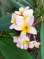 Natural flower frangipani pale pink and yellow color flower plant at outdoor garden. Flower background with green leaves blooming beautiful nature macro flowers with white pale pink and yellow petal.