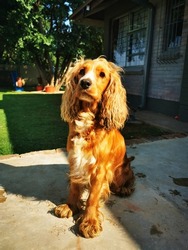 brown cockerspaniel dog posing front