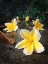 With a blur effect on the side of the photo.  Cambodian Bali flowers fall on the wet stone floor after the rain in a beautiful place on the island of Bali.  Bali, Indonesia, July 2022