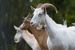 Goats in nature.
Profile portrait of three goats.