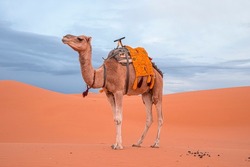 Caravan camel standing on sand in sahara desert against sky, Bedouin camel with saddle standing on sand