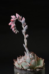 Echeveria blue heron flower in the black background.

Bright and beautiful succulents growing