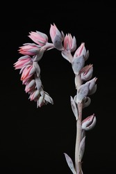 Echeveria blue heron flower in the black background.

Bright and beautiful succulents growing