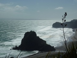 The beaches in the North island of New Zealand with the colony of the gannets (Murriway Gannet Colony)