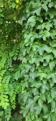 ivy and tree, forest, green leaves