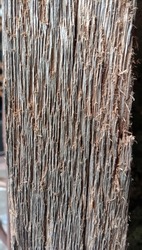 Cat scratch wood texture surface
